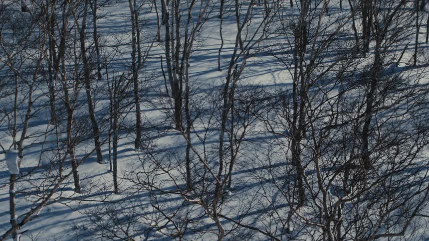 Leafless forest with snow