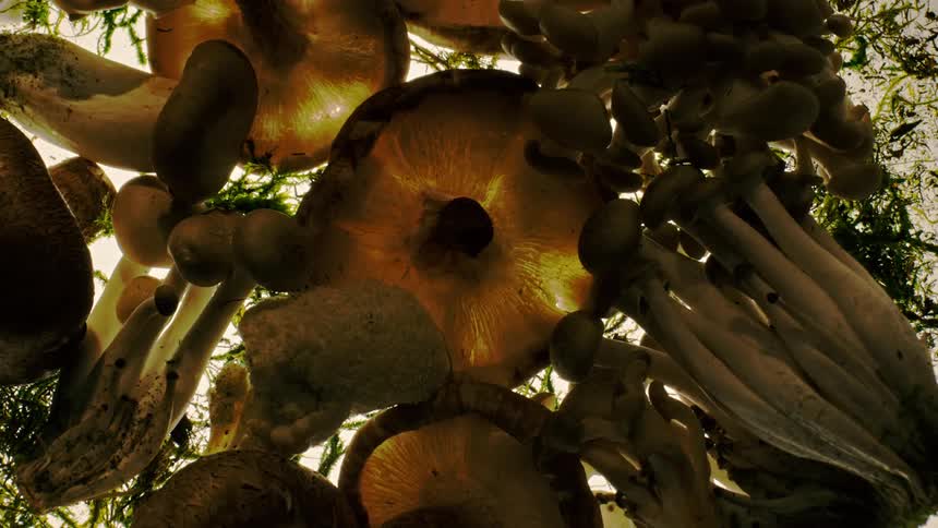 A large group of different sized mushrooms are on display