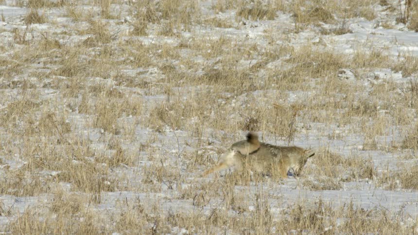 A coyote buries its snout into a hole in the snow covered field with patches of dry grass actively hunting