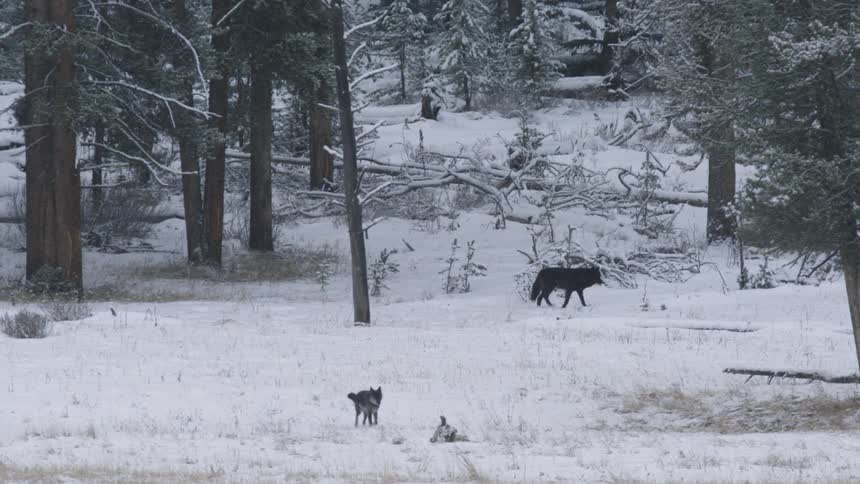 Animals walk through a snowy forest