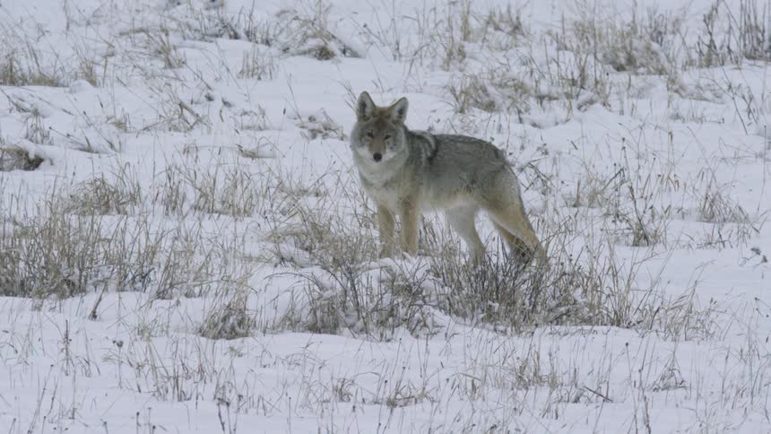 The wolf walks in the snow