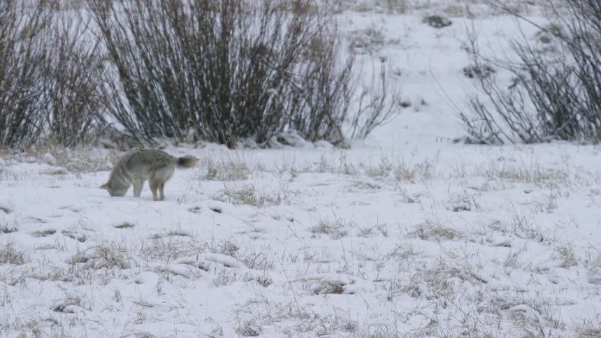 A lone coyote digs in a snowcovered field near a bushy area in winter