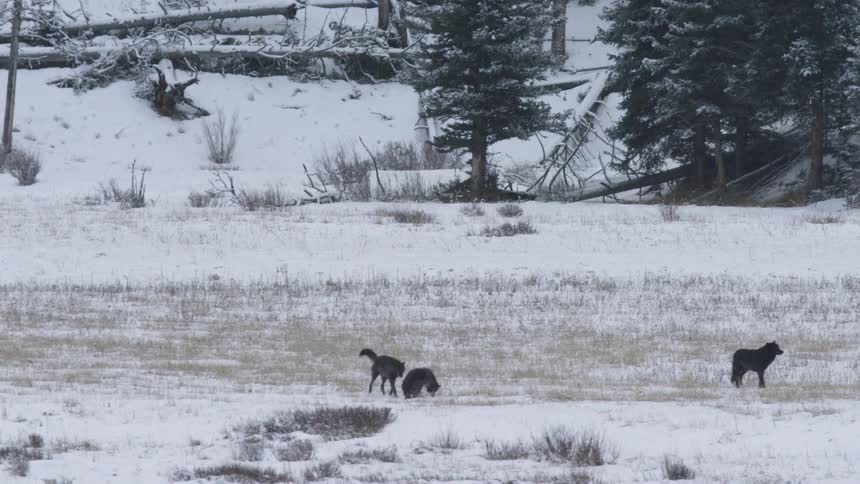 Grey wolves move through a snowy tundra scattered with dry grass and fallen snowcovered trees as one wolf slips to the ground and another approaches to sniff it amid the quiet forest