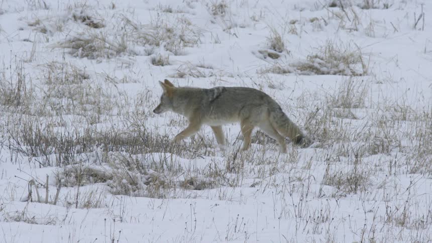 A lone coyote walks across a snowcovered grassland