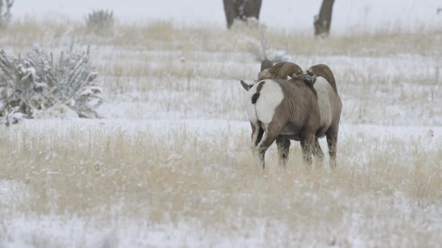 Two rams face each other in a snowy field about to engage in a headbutt