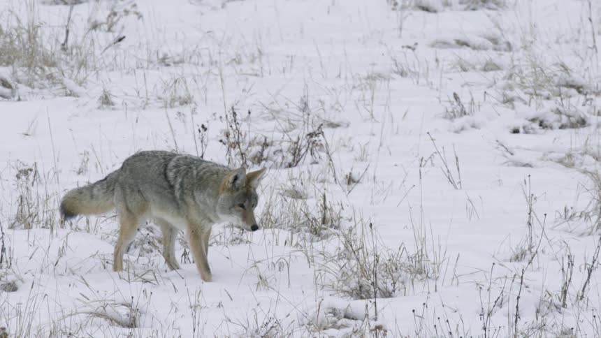 A coyote pounces and stalks through a snowy field