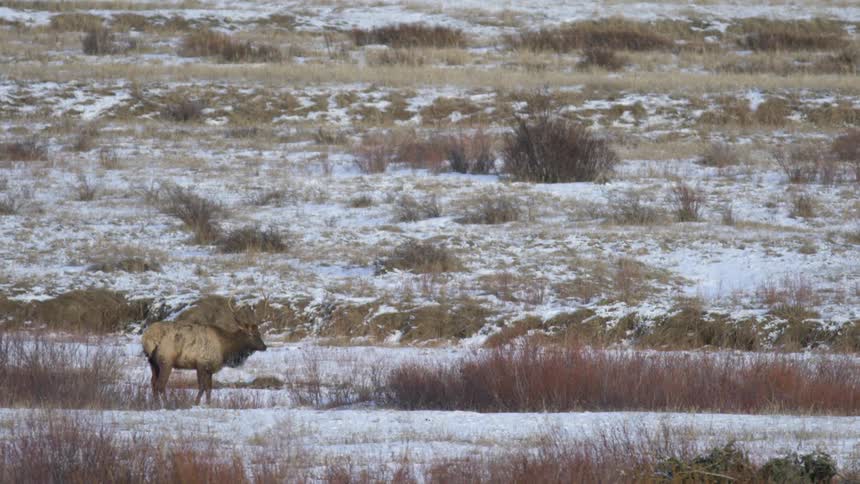 A lone elk stands in a snowy open field with dry brush scattered across the landscape