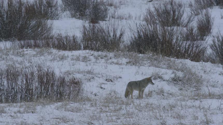 Coyote walking in a snowy area
