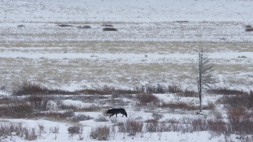 A black wolf walks in the snow