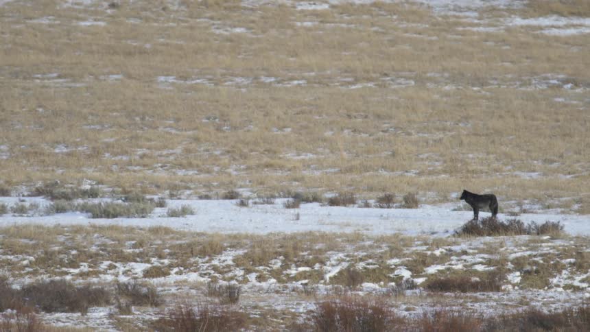 A lone black wolf stands alert on a snowdusted plain