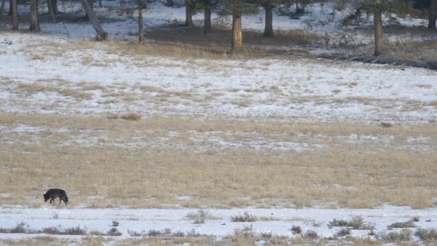 A lone black wolf moves around in brown patchy snow dusted clearing near the woods on a cloudy day