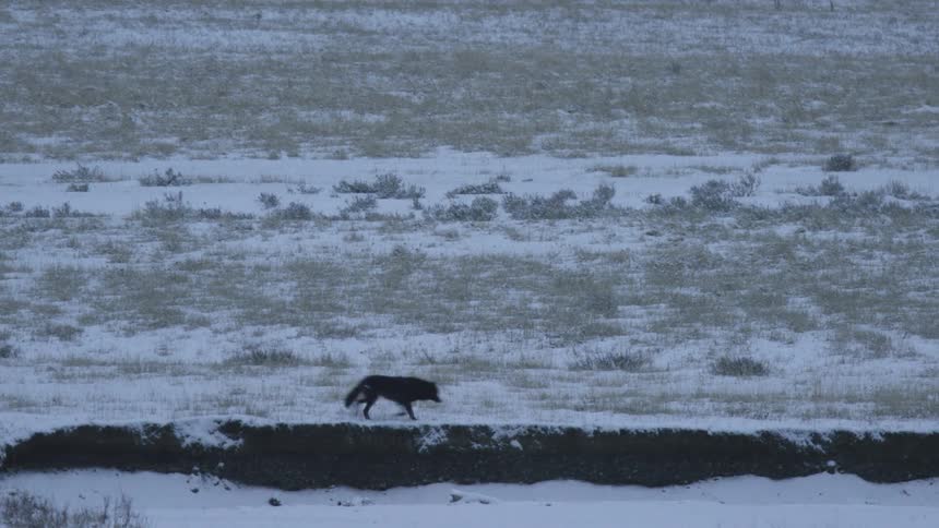 The wolf walks along a field