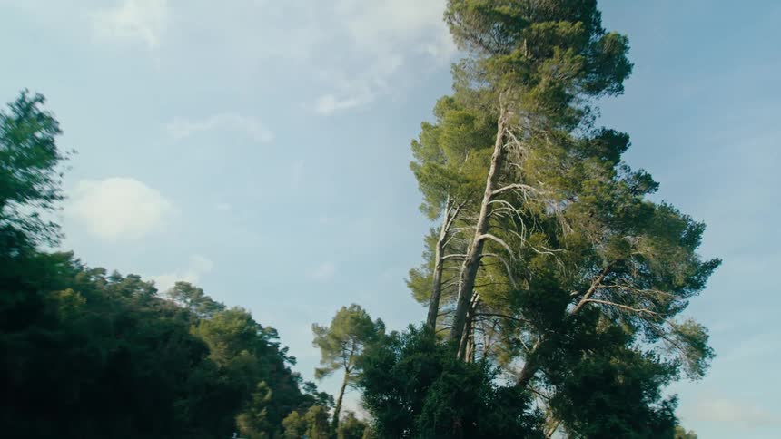A winding road cuts through a dense forest of tall green trees under a bright sky with wispy clouds