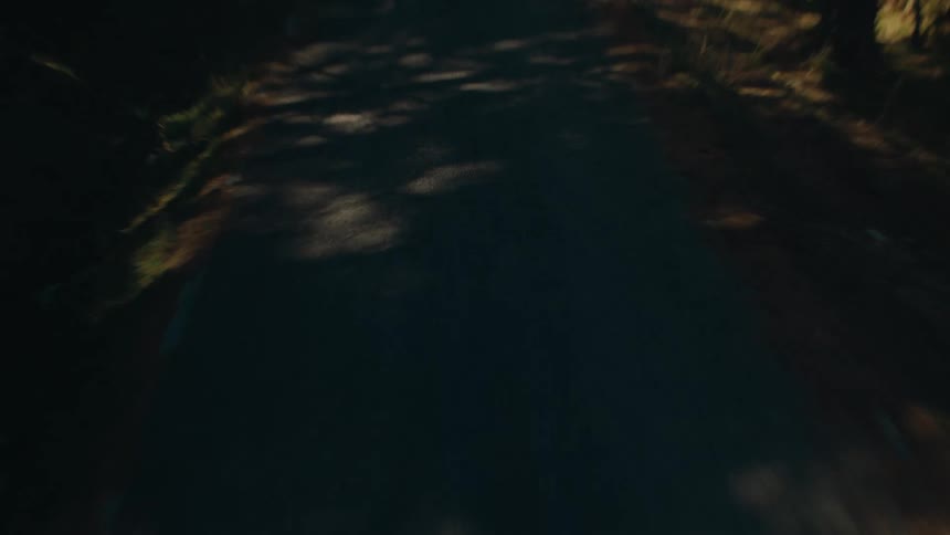 The car speeds through the woods