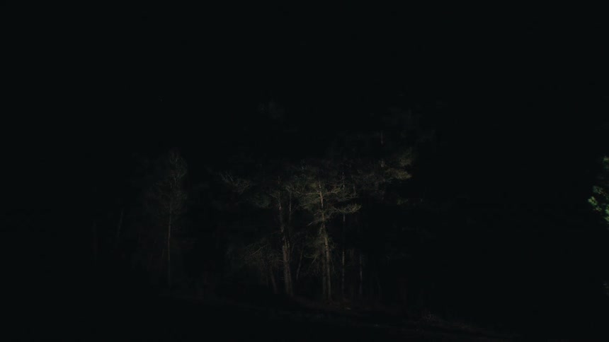 Automotive lights reveal the tree line in the jungle at night with the atmosphere appearing very dark