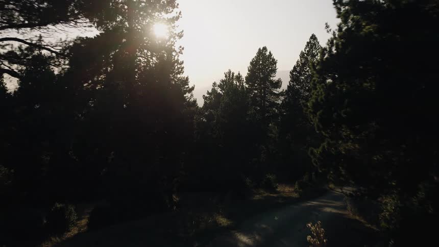 A black sedan drives along a forest road lined with tall trees at sundown