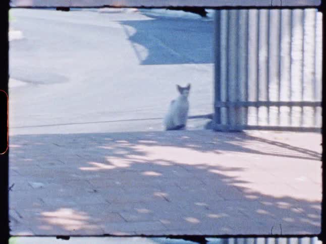 A cat by a gate runs off