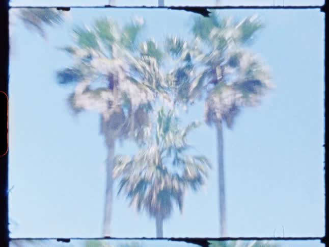 Three tall palm trees with green fronds stand against a clear blue sky