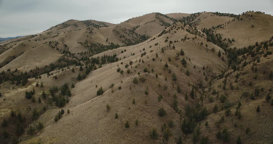 An aerial shot slowly rises and pans over a vast expanse of dry rolling hills sparsely dotted with evergreen trees under an overcast sky