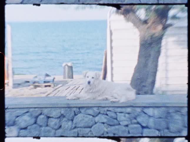 A dog lies by a stone wall near a tree and boat on a coastal shore