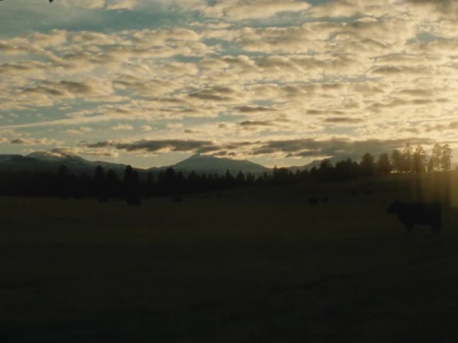 Passing by a field with some cows