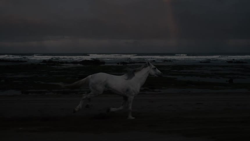 Horses race past the shore