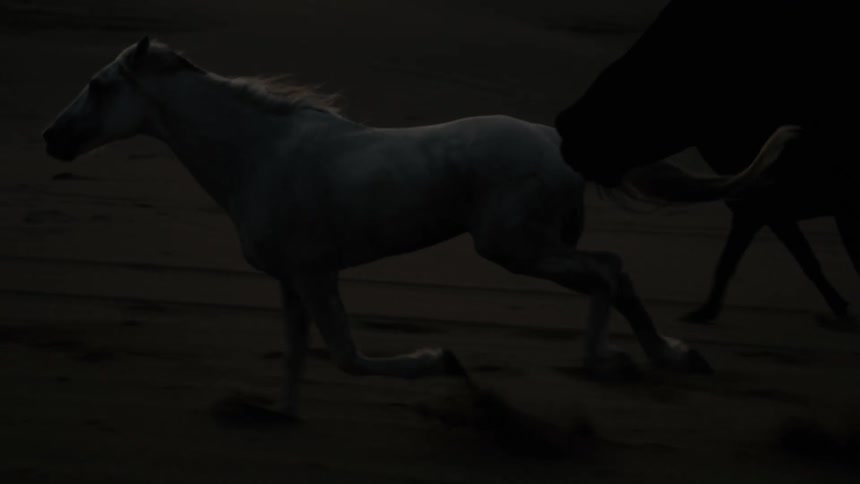 Horses run across the beach sand in the evening