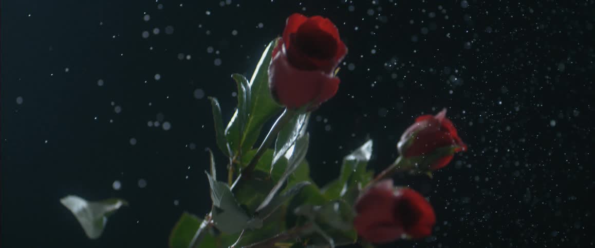 Cut roses falling from the sky