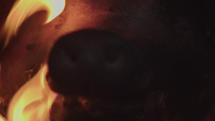 Pigs head roasted on the fire