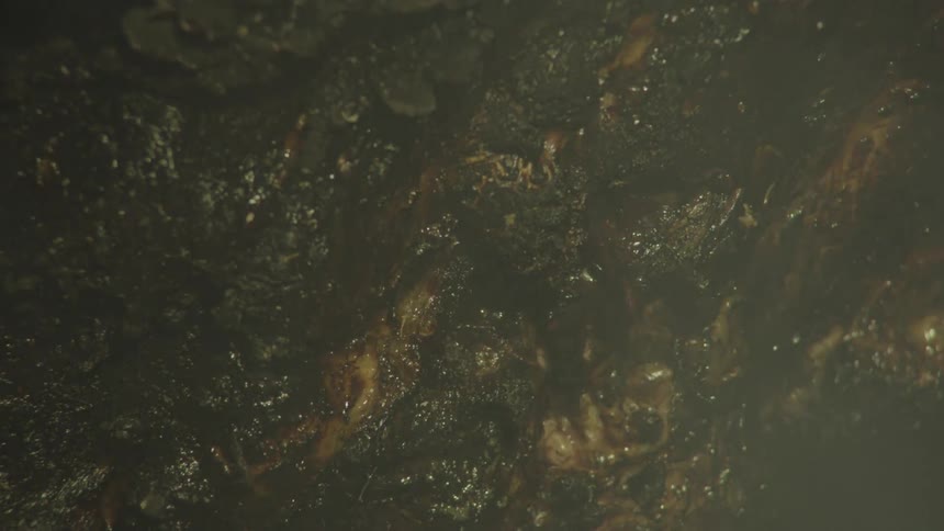 Close up of burnt animal skin