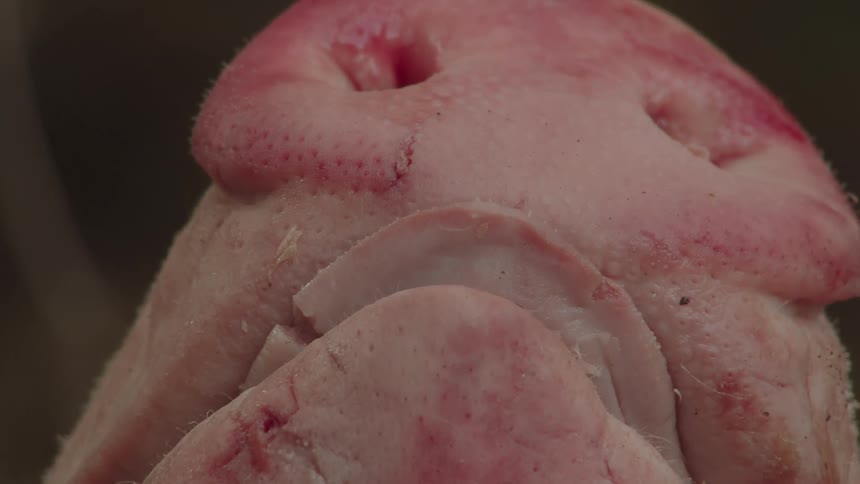 Close up of a pigs nose