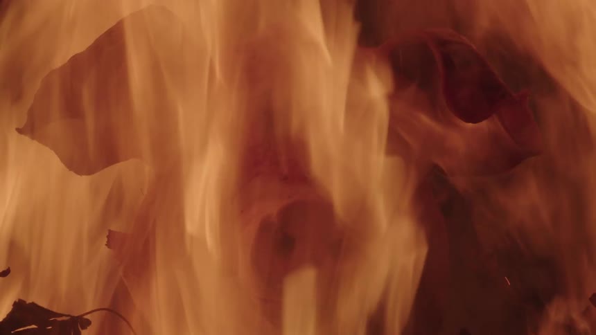 Head of a pig burns in a roaring fire while leaves flutter