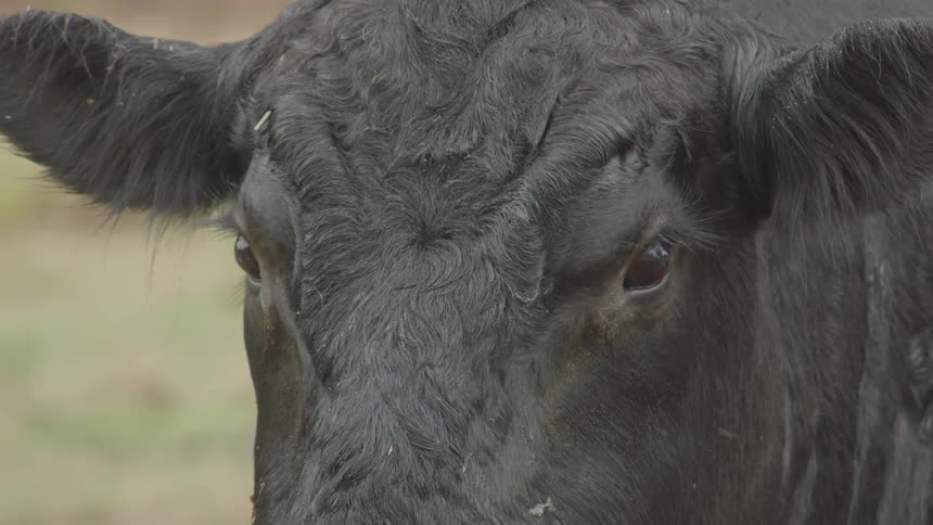 Close up of a black cow standing outdoors during daytime