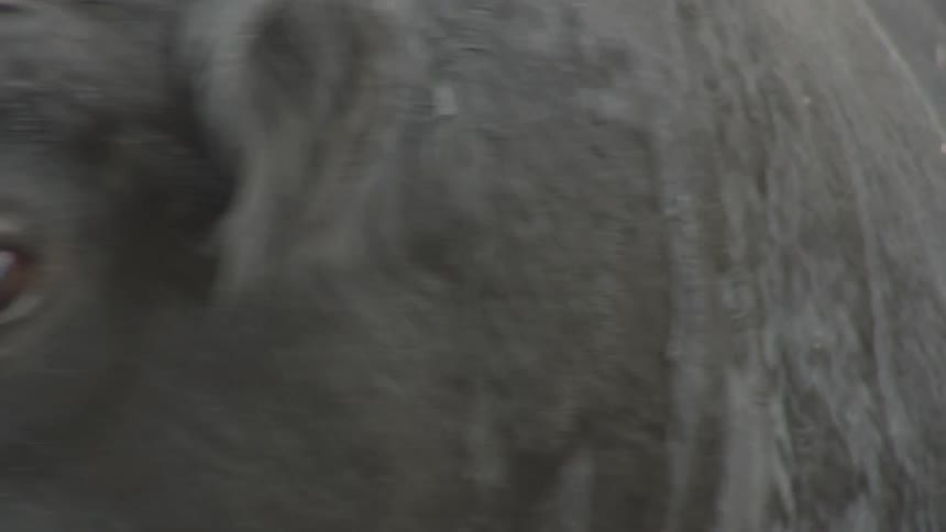 The black cow turns to the side