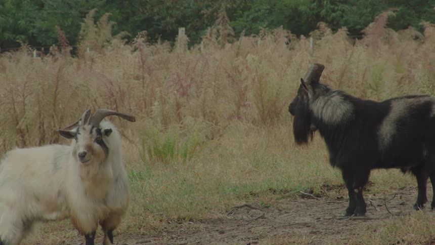 A white and black mountain goat stand together by the tall grass
