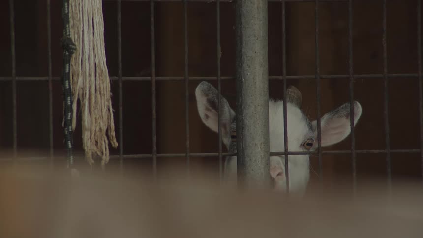 A goat peeks through metal bars from inside a dimly lit enclosure partially obscured by a foreground blur