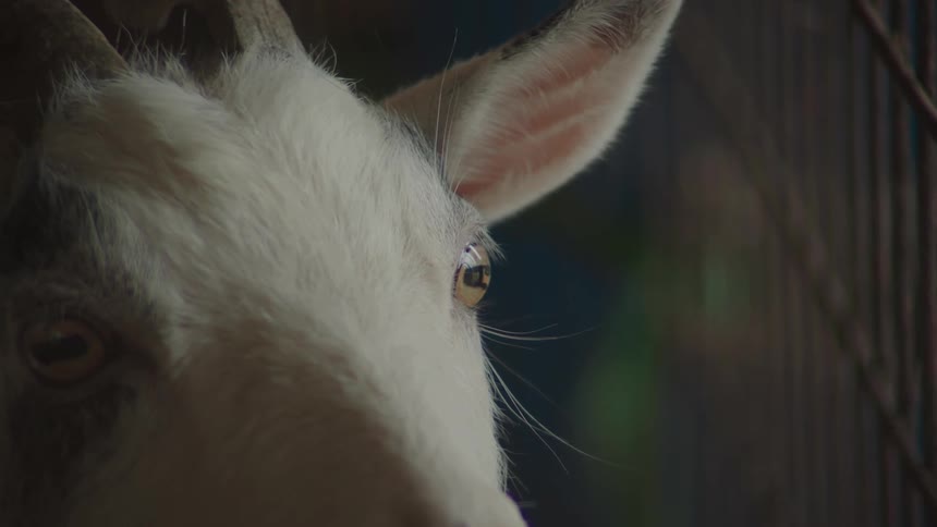 A closeup of a goats face highlights its eye ear and curved horn as it turns away from view
