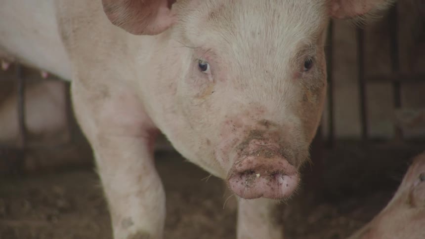 A pig with a dirty snout and eyes in a dimly lit enclosure actively moving and looking around