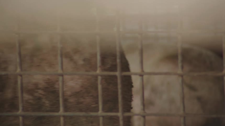 Two pigs caged in a grid