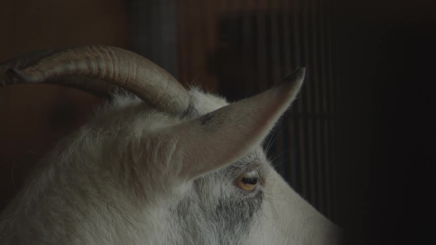 White goat with horns