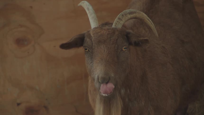 The goat is chewing on something