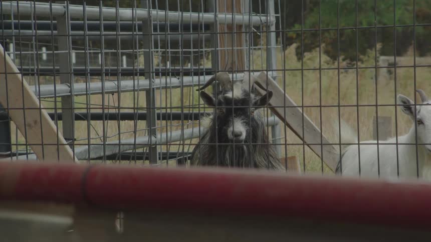 A couple goats in a pen