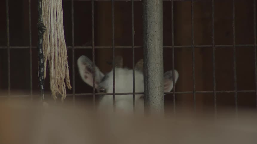 The goat is inside the cage