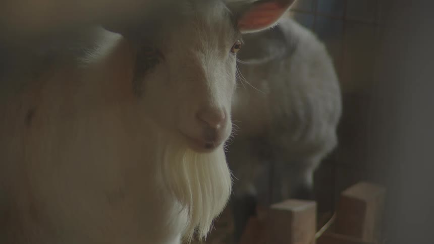 Two goats stand calmly inside a dimly lit barn