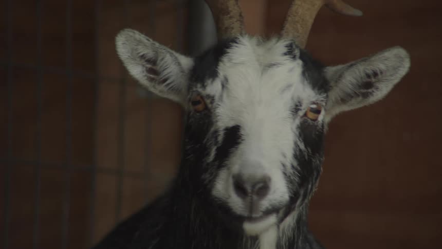 A goat looks at the camera