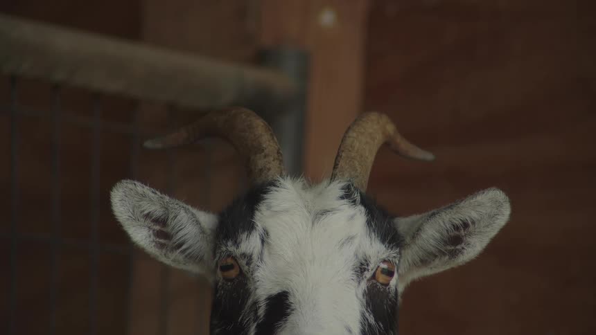 A closeup view shows the head of a black and white goat with horns looking directly forward