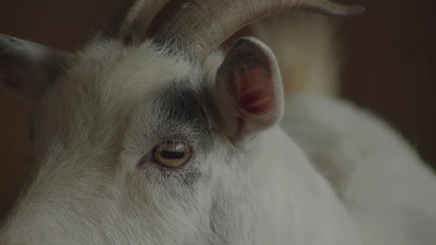 A close up of a goat