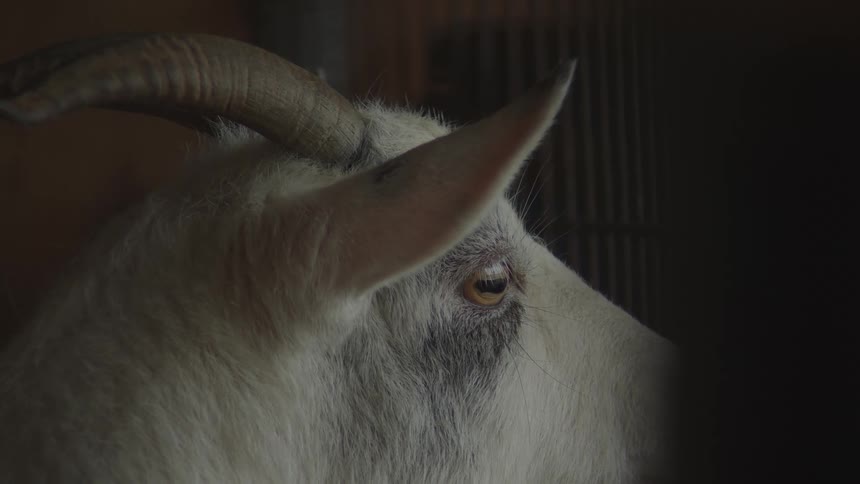 The goat is looking through the cage grate