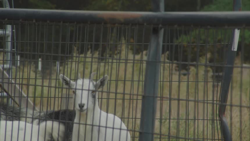 White goats inside a cage on a grassland at midday