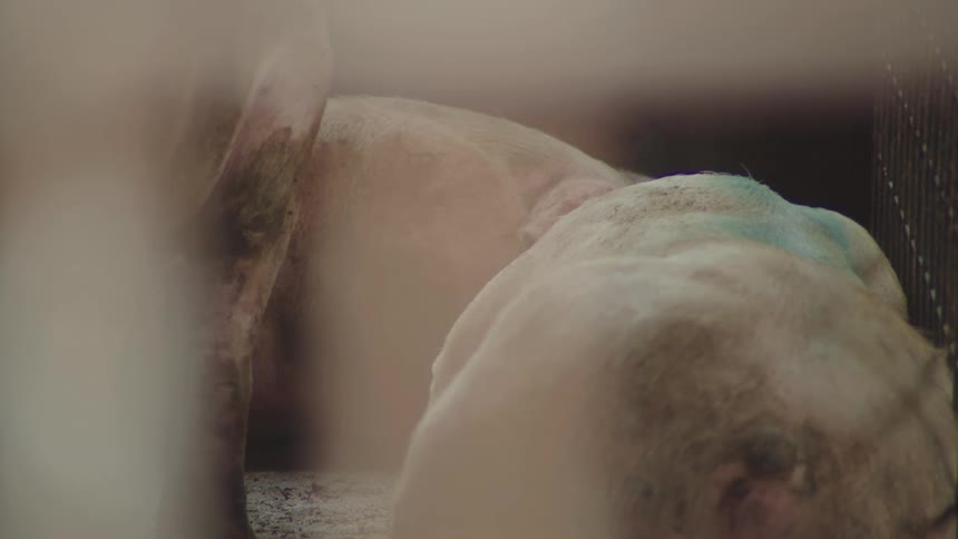 Close up of three pigs in a pen during daytime